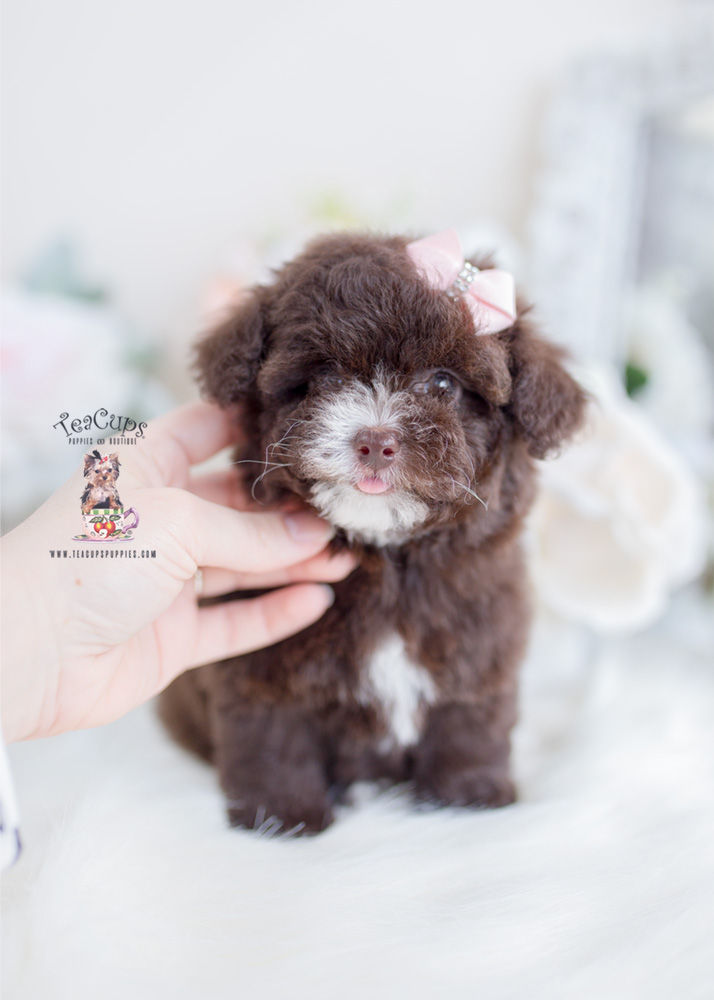 Chocolate Poodle Puppy For Sale