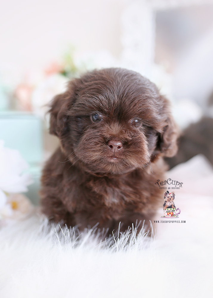 Shih Tzu Puppies of Hollywood Teacup Puppies & Boutique