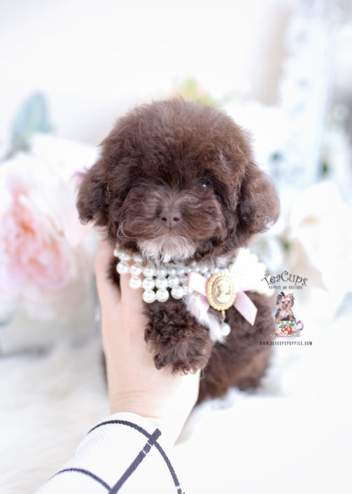 Chocolate Poodle Puppy