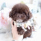 Chocolate Poodle Puppy