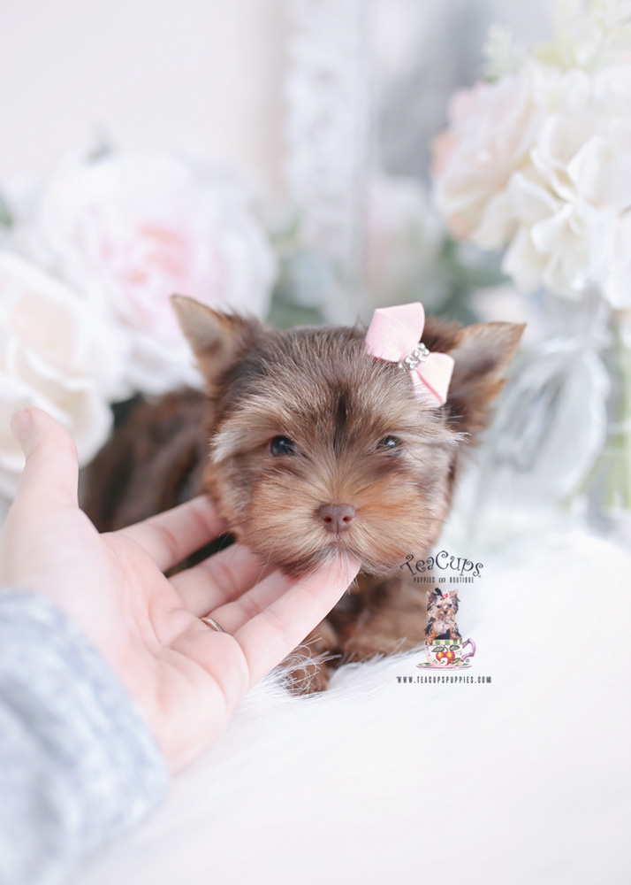 Chocolate Yorkie Puppy For Sale