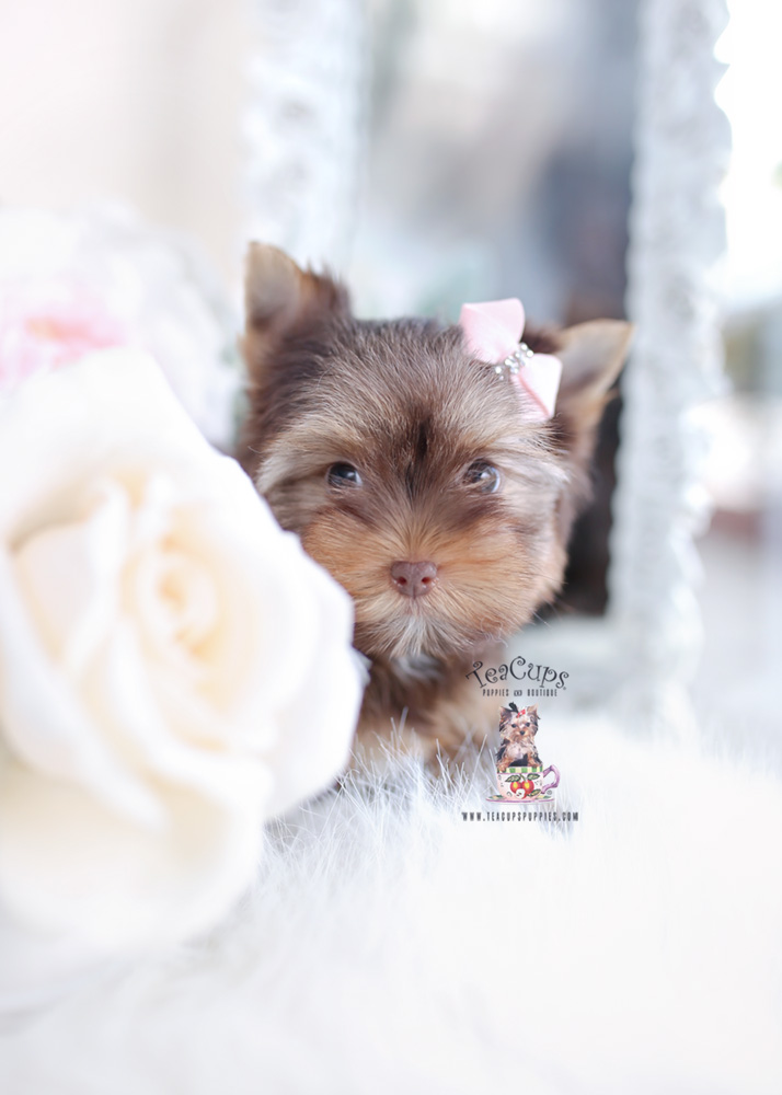 chocolate teacup yorkie