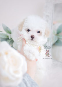 Toy Poodle Puppy For Sale