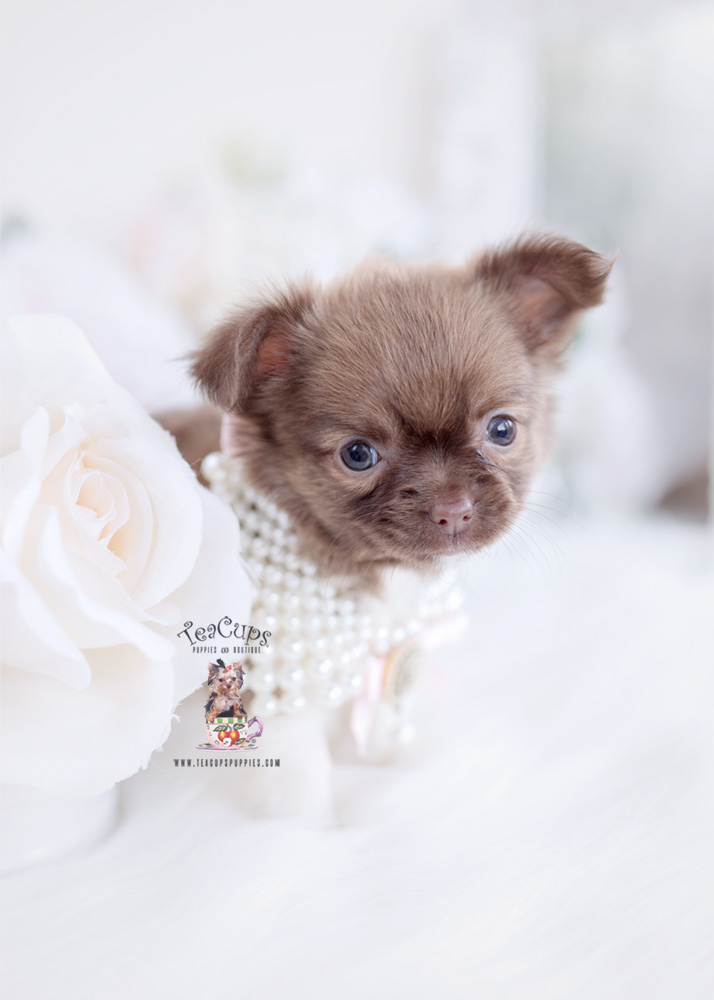 Long Haired Chihuahua For Sale Teacup Puppies & Boutique