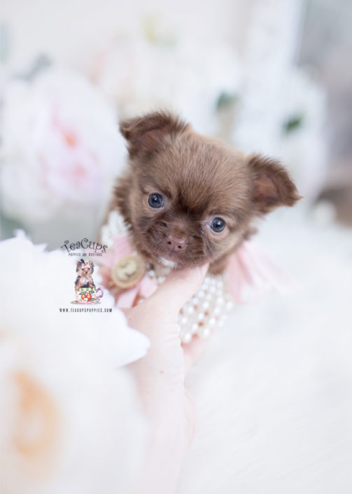 long haired apple head chihuahua