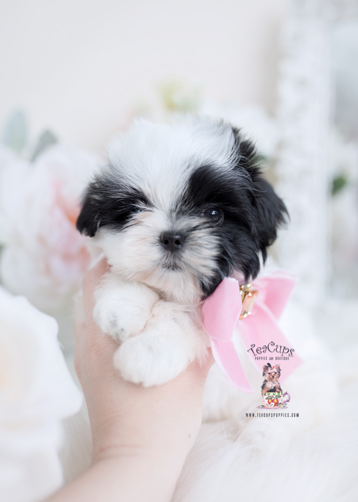 Maltese Shih Tzu Malshi Puppy