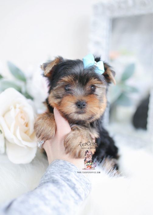 Toy or Teacup Yorkies for sale Teacups, Puppies & Boutique