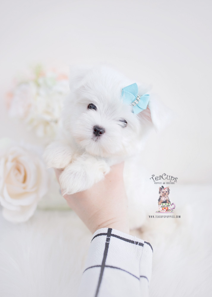 maltesepuppy123forsaleteacuppuppies Teacup Puppies & Boutique