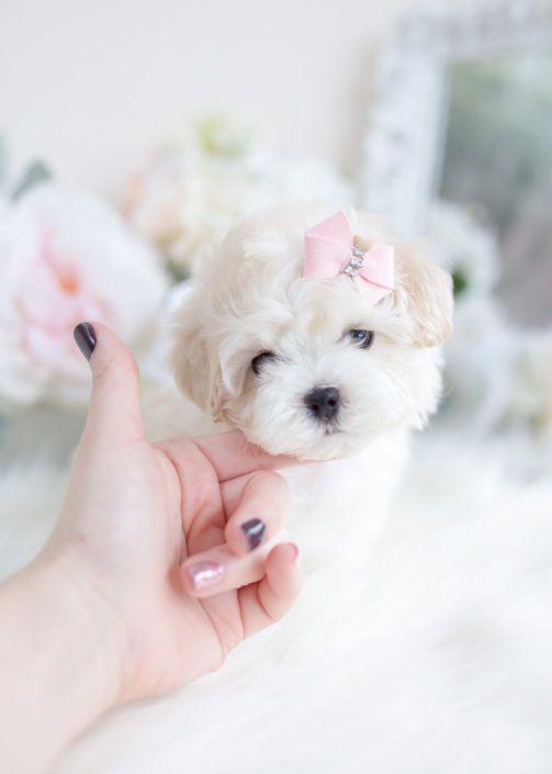 Maltipoo puppy for sale