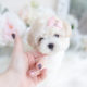 Maltipoo puppy for sale