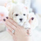 Maltipoo puppy by TeaCup Puppies