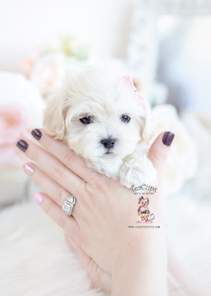 Maltipoo puppy by TeaCup Puppies