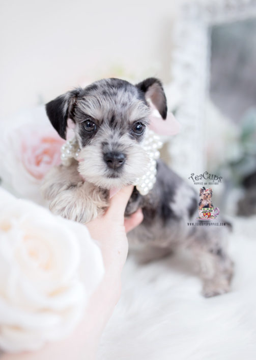 Merle Mini Schnauzer Puppy