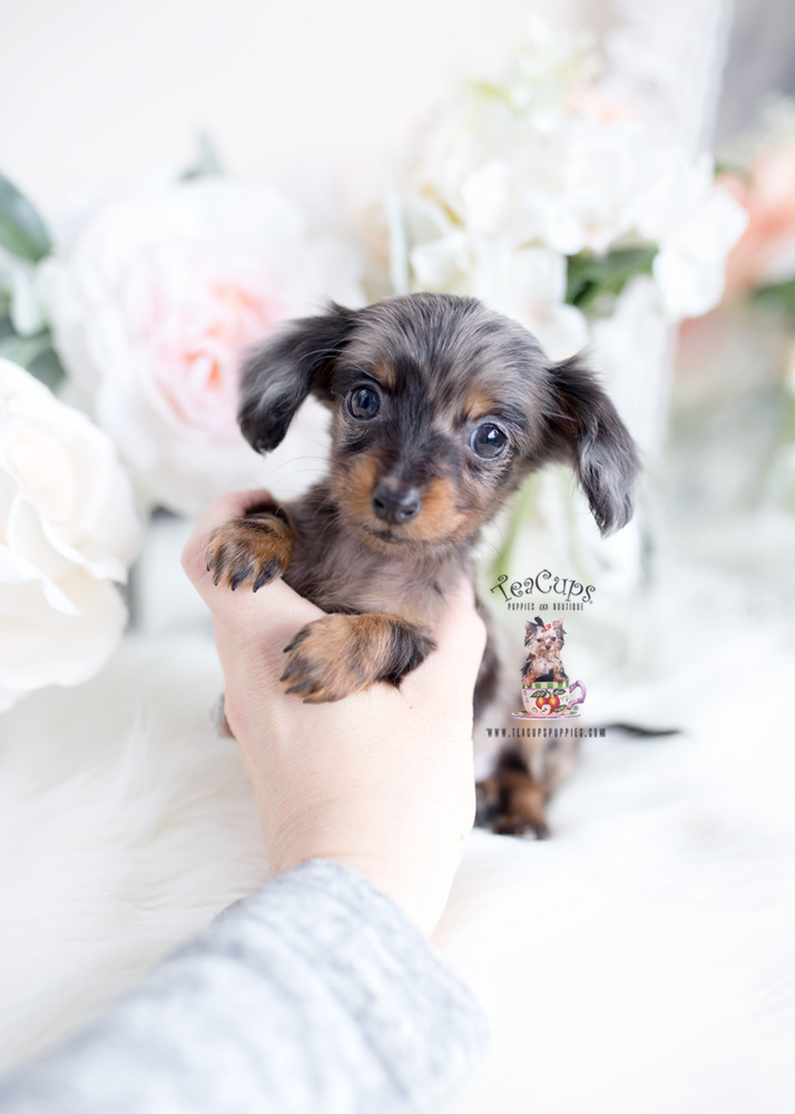 teacup dapple dachshund