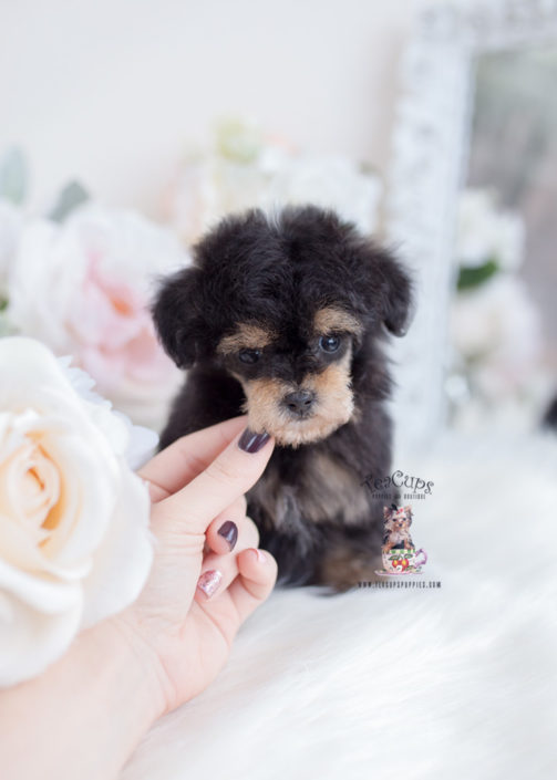 Phantom Toy Poodle Puppy