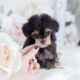 Phantom Toy Poodle Puppy