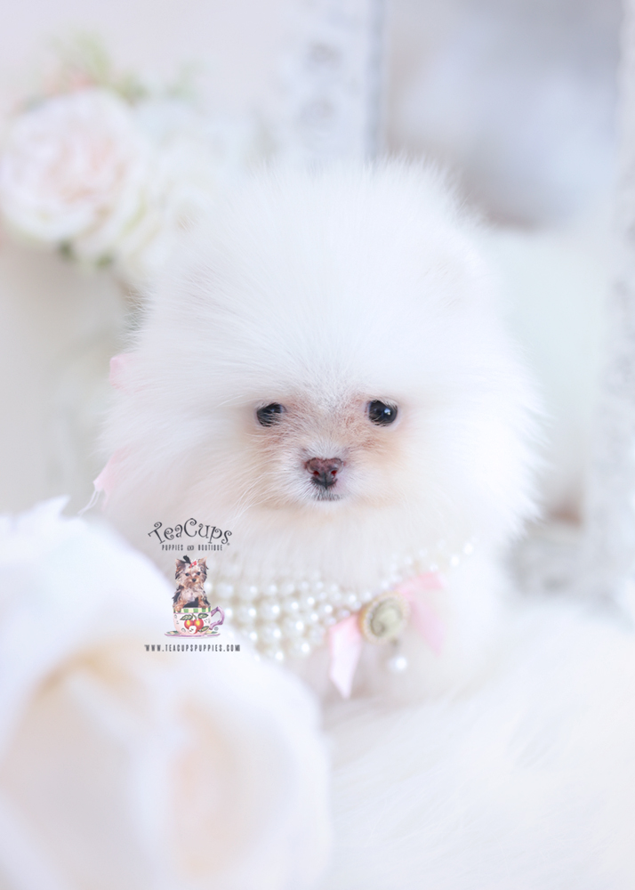pomeranianpuppyforsaleteacuppuppies120a Teacup Puppies & Boutique