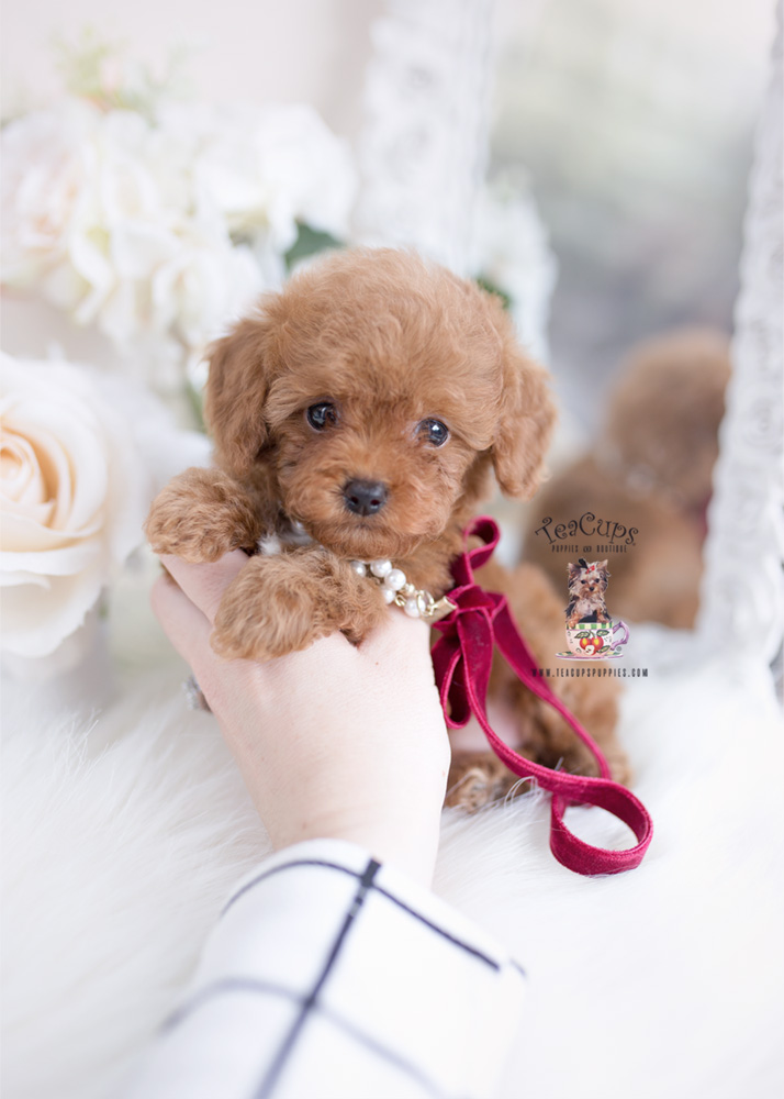 Red Toy Poodle Breeder Teacup Puppies And Boutique