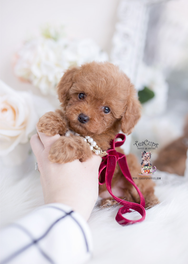 red teacup poodle for sale