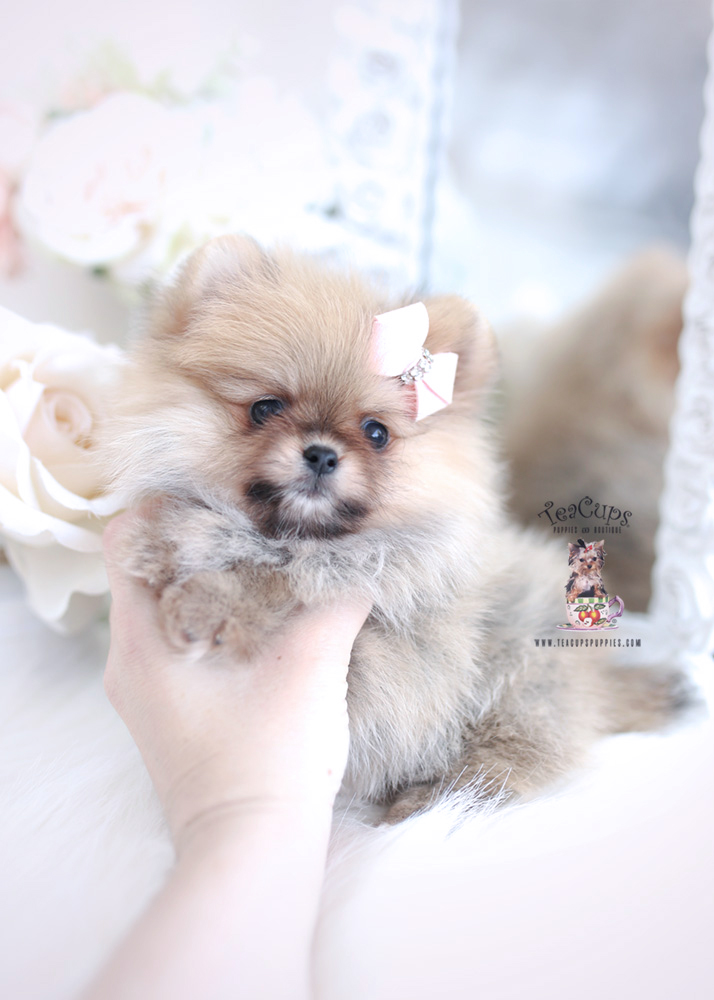 Cute Pomeranian Puppy