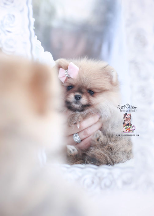 tiny pomernaian puppy