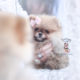 tiny pomernaian puppy