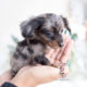 Dapple Long Haired Mini Dachshund Puppy