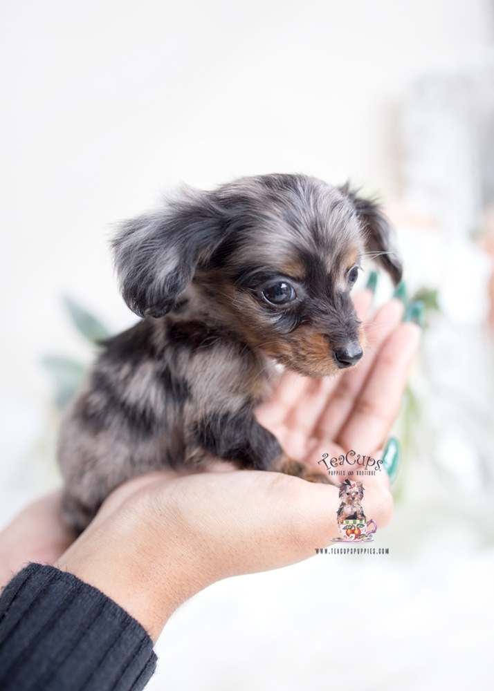 Dapple Long Haired Mini Dachshund Puppy