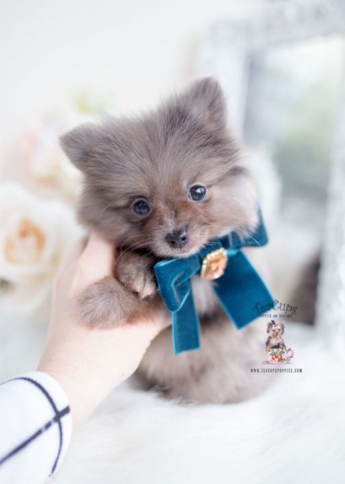 Merle Pomernaian Puppy