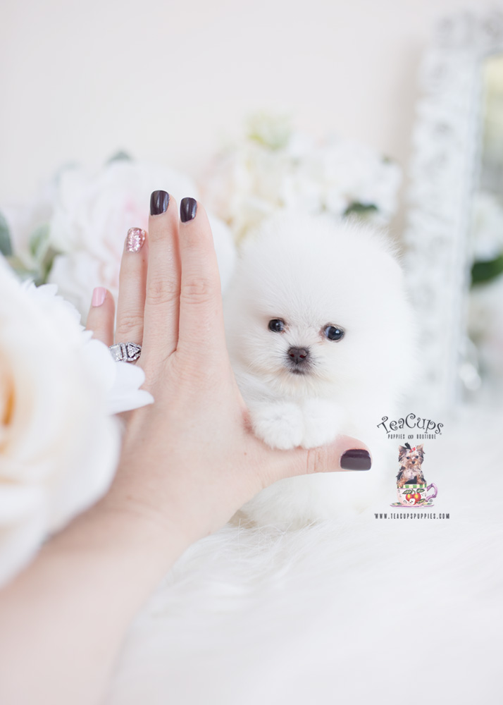 White Micro Teacup Pomeranians | Teacup Puppies & Boutique