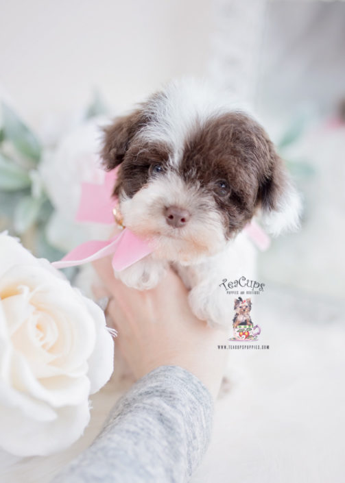 Toy Poodle Puppies South Florida