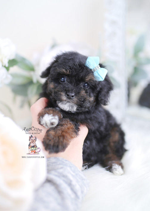 Cute Toy Poodle Puppy For Sale