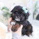 Cute Toy Poodle Puppy For Sale