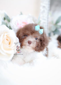 Toy Poodle Puppy For Sale