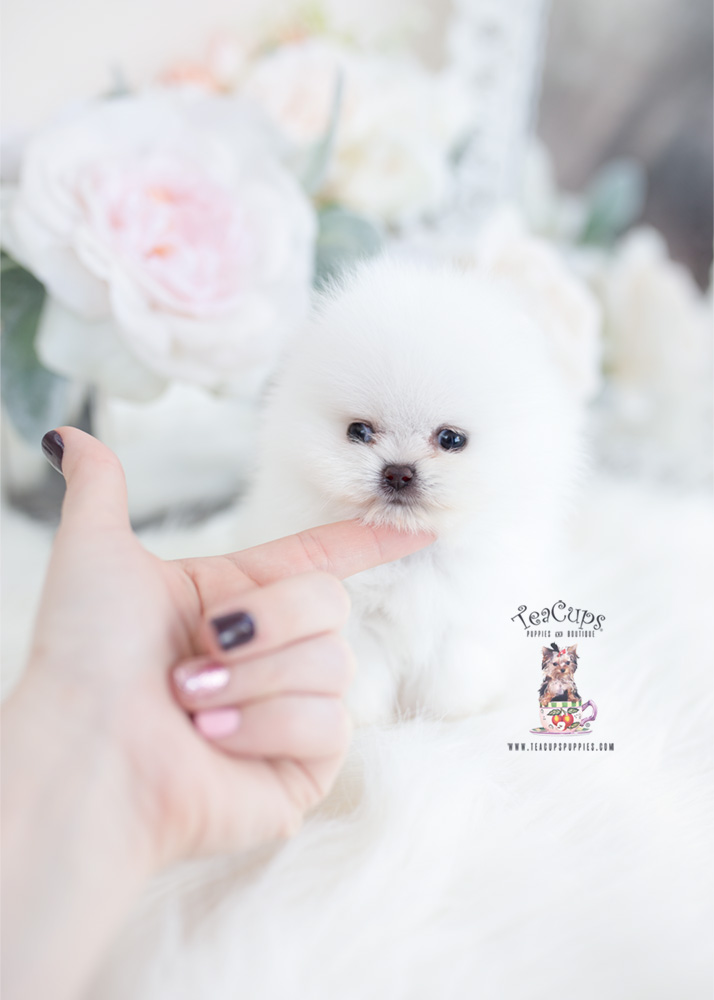 White micro teacup Pomeranian puppy