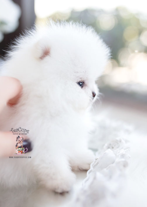 White Micro Teacup Pomeranian