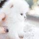 White Micro Teacup Pomeranian