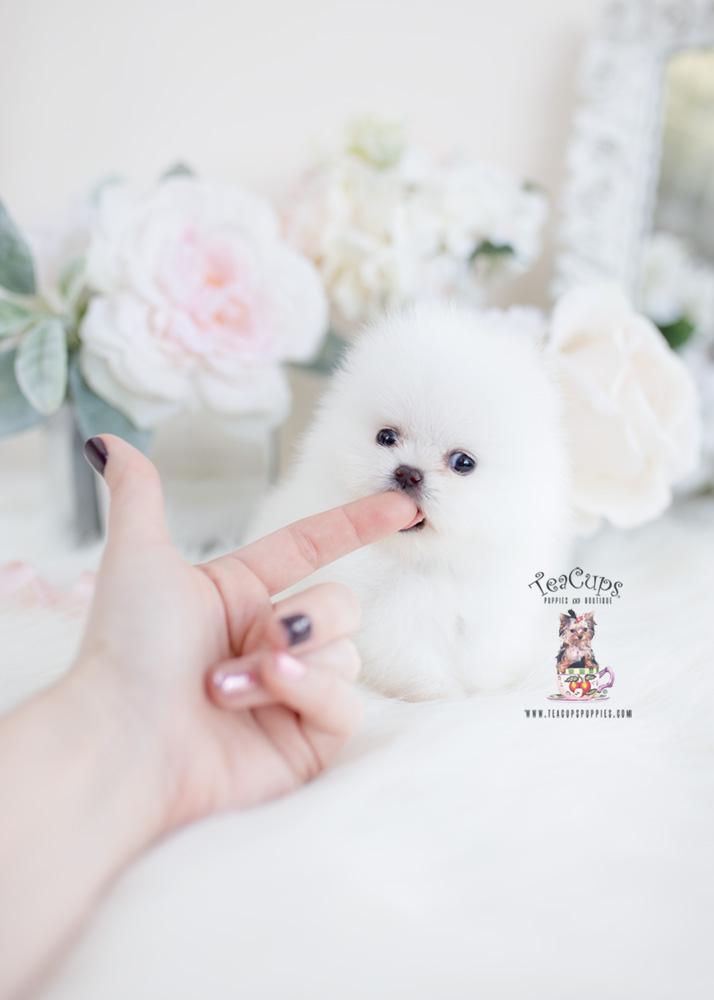 Tiny Micro Teacup Pomeranian Puppy