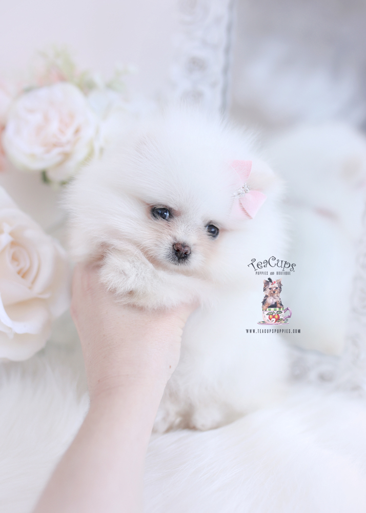 Pomeranian Puppy by TeaCup Puppies