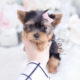 Yorkie puppy for sale