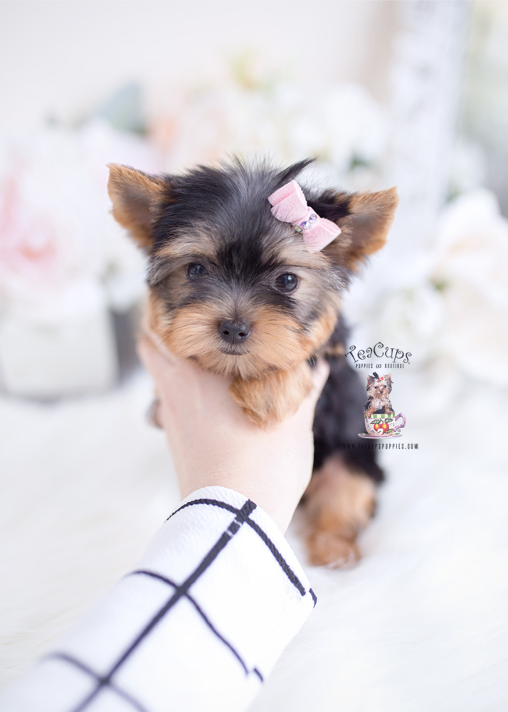 Yorkie puppy for sale