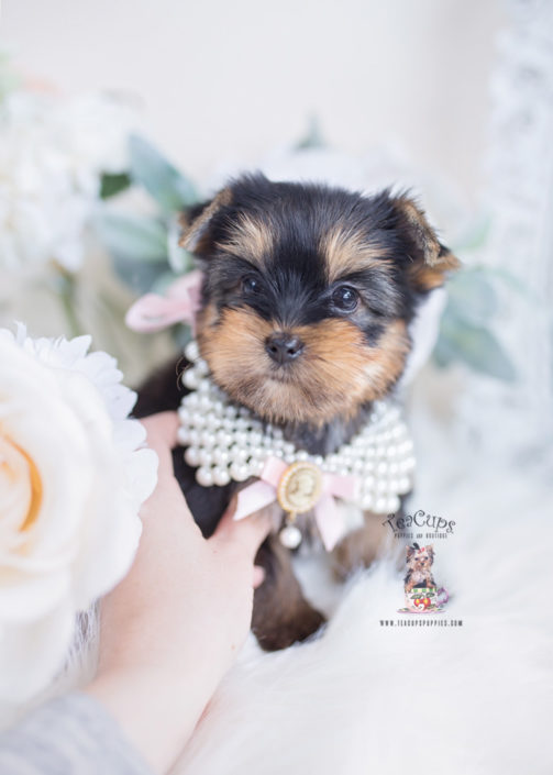Toy or Teacup Yorkies for sale Teacups, Puppies & Boutique
