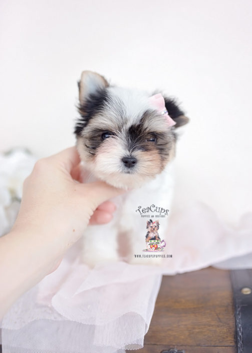 Biewer Terrier Puppies For Sale by TeaCups, Puppies & Boutique