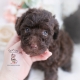 chocolate poodle puppy