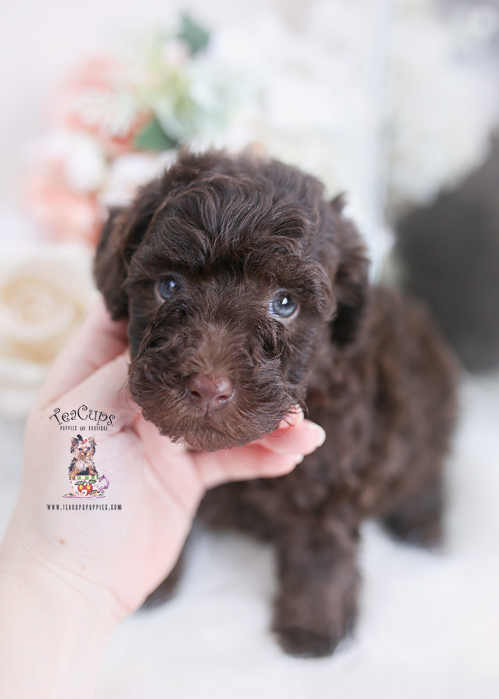 chocolate poodle puppy