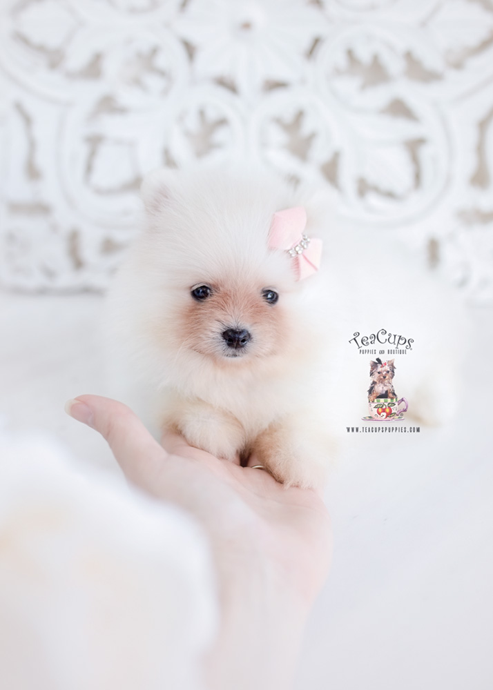 Blue Female Frenchie Puppies For Sale in Davie Florida Teacups