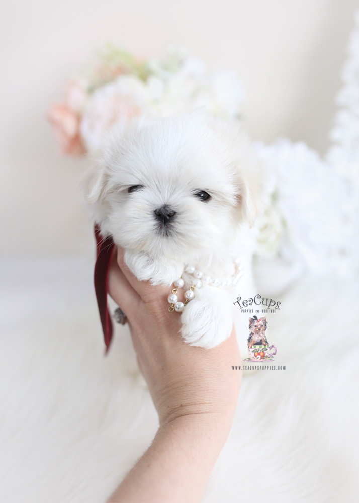 Maltese Puppies