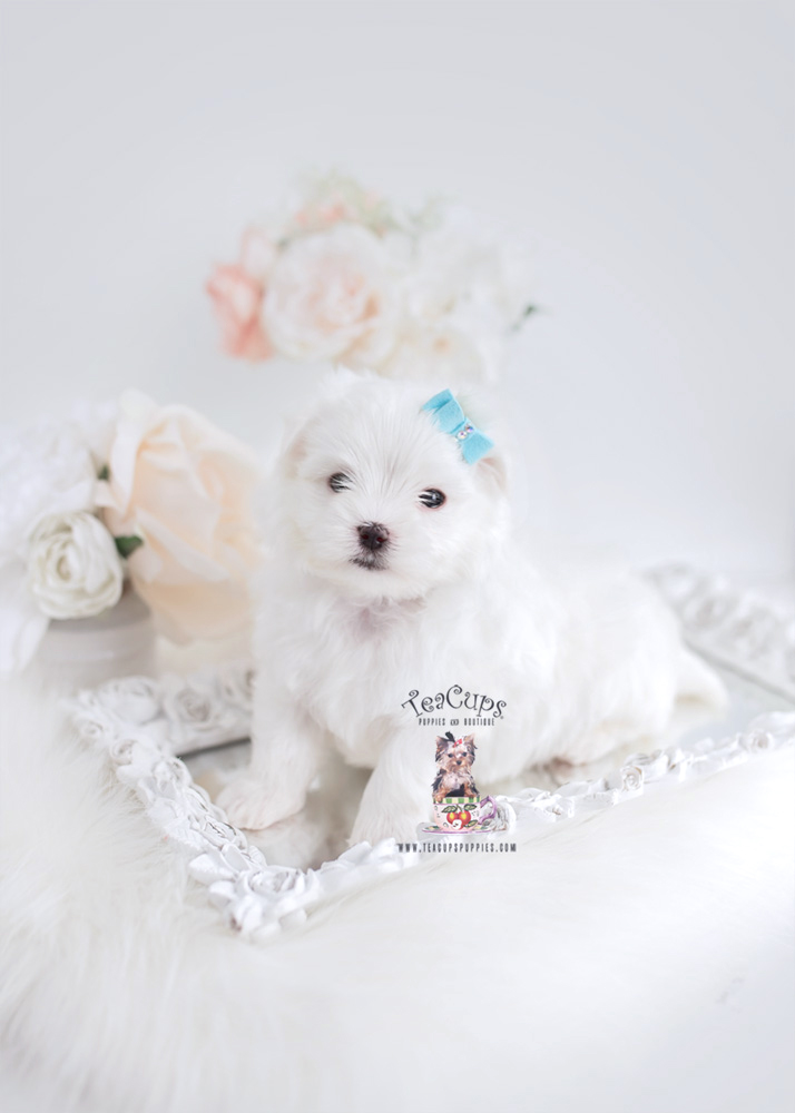 Teacup Pomeranian Puppies For Sale in Miami, Ft. Lauderdale Teacups, Puppies & Boutique