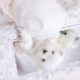 Toy and Teacup Maltese Puppies in Florida