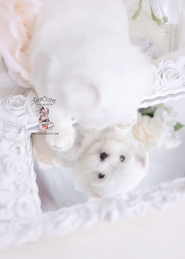 Toy and Teacup Maltese Puppies in Florida